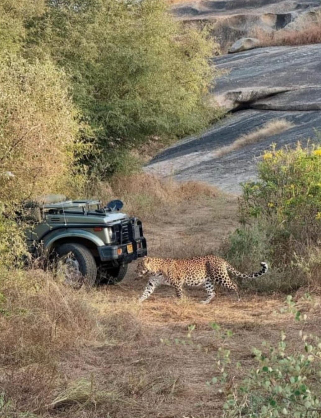 Early Morning Safari
